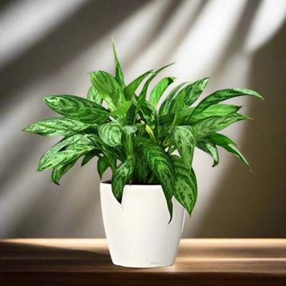 Aglaonema (Chinese Evergreen)