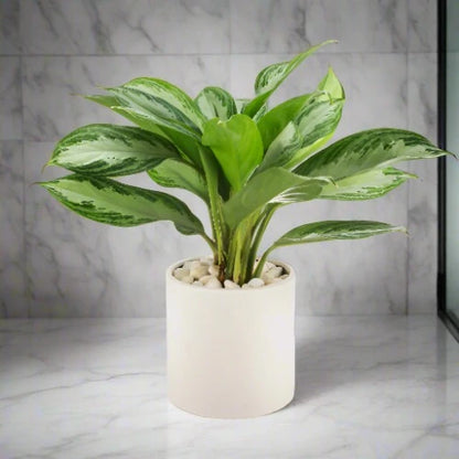 Aglaonema (Chinese Evergreen)