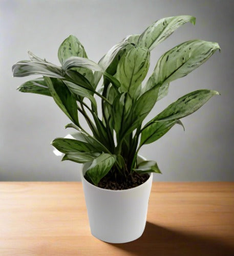 Aglaonema (Chinese Evergreen)