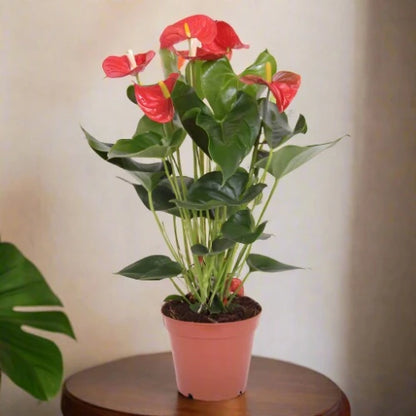 Anthurium Red Plant