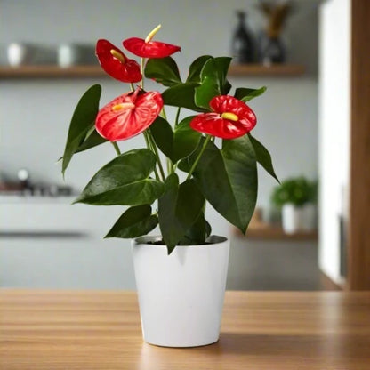 Anthurium Red Plant