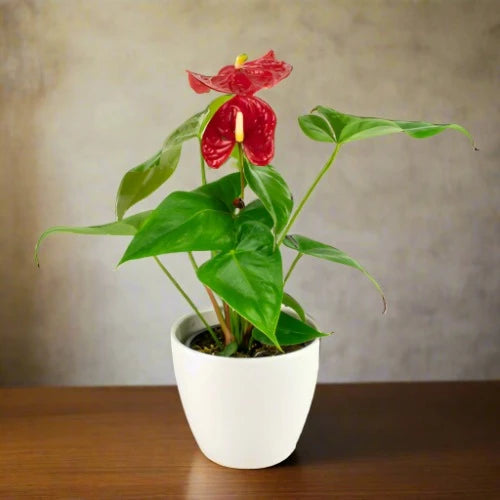 Anthurium Red Plant