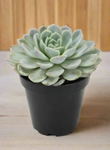 Echeveria Succulent Plant