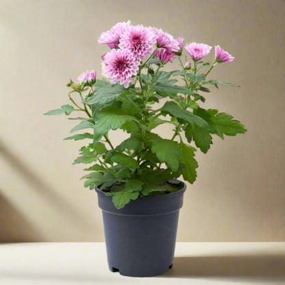 Chrysanthemum Plant