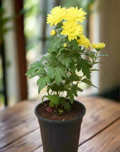 Chrysanthemum Plant