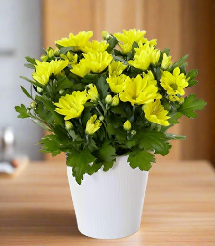 Chrysanthemum Plant