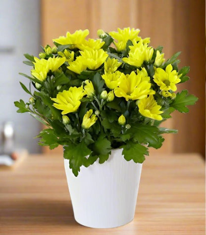 Chrysanthemum Plant