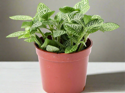 Fittonia Nerve Plant