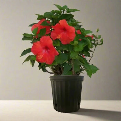 Hibiscus (Hibiscus rosa-sinensis)