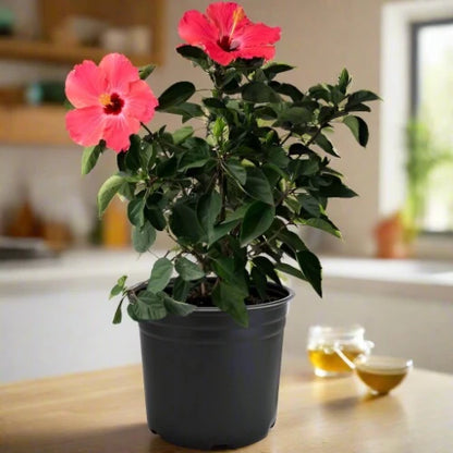 Hibiscus (Hibiscus rosa-sinensis)