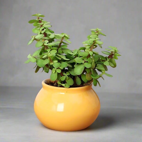 Jade Plant