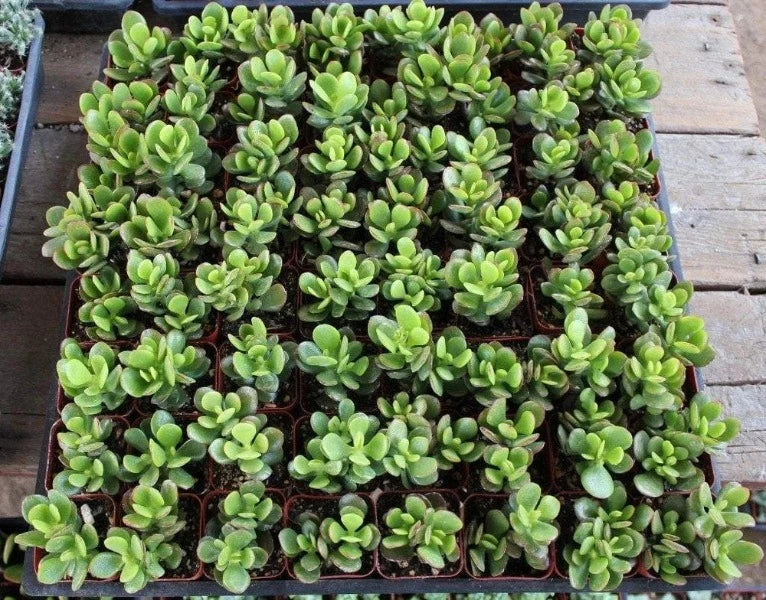 Miniature Jade Plants