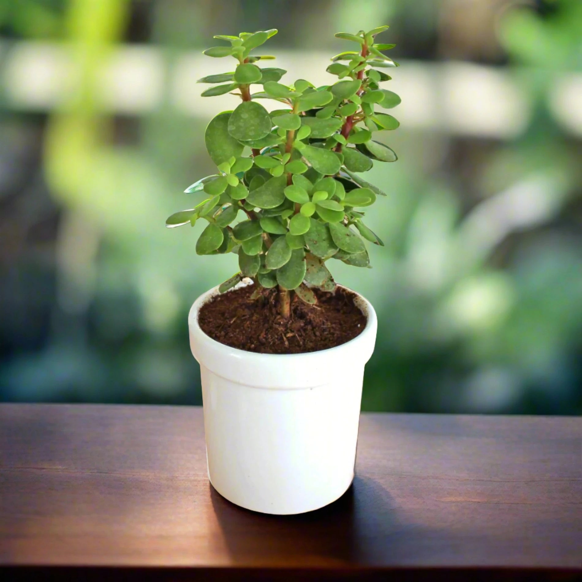 Potted Jade PLant