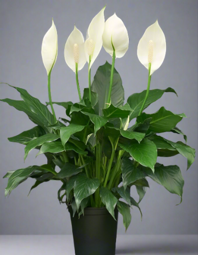 Peace Lily