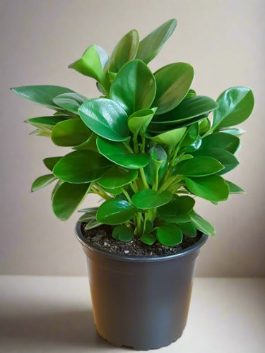 Peperomia Green Plant