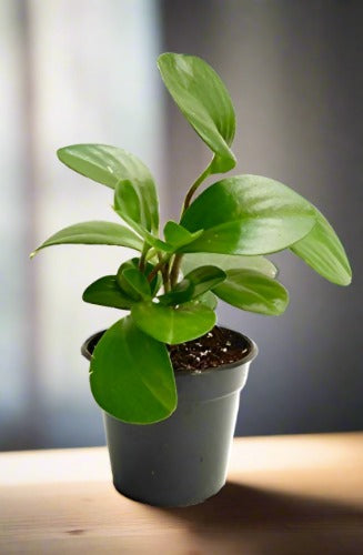 Peperomia Green Plant