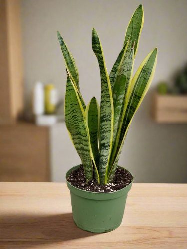 Snake Plant