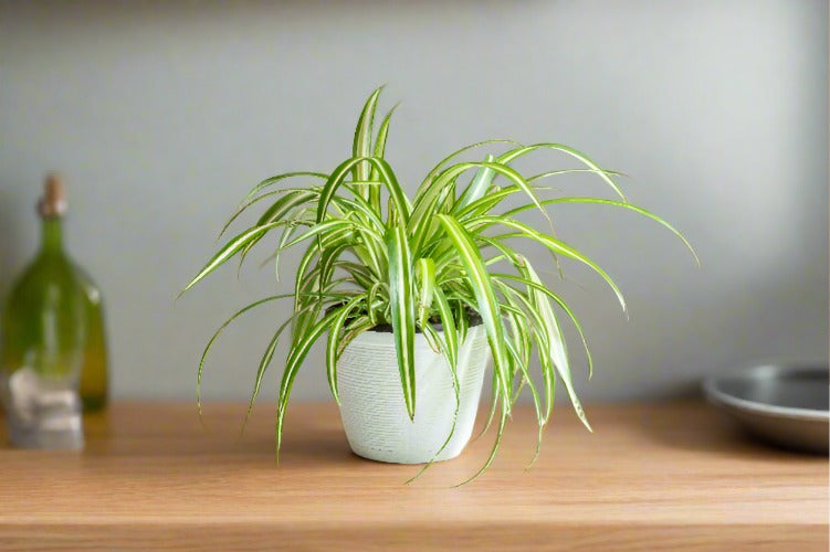 Spider Plant