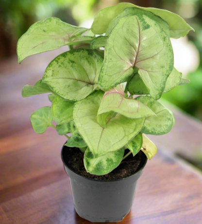 Syngonium podophyllum