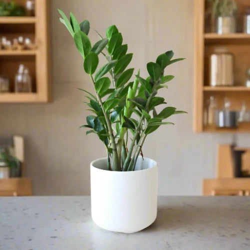 ZZ Plant