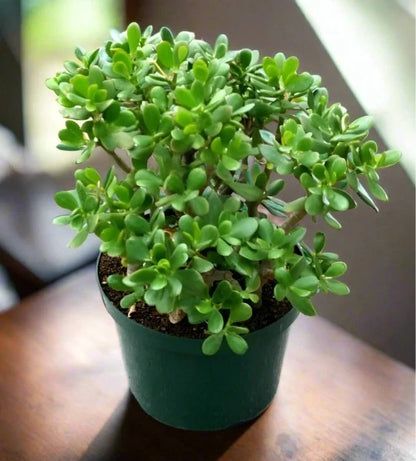 Good Luck Jade Plant