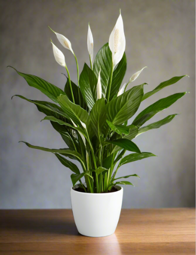 Peace Lily