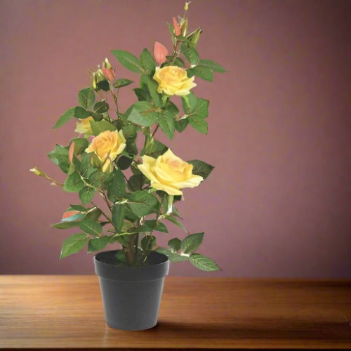 Rose Plant